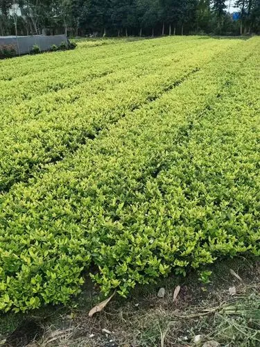米乐：儿童网球拍选几点头最好