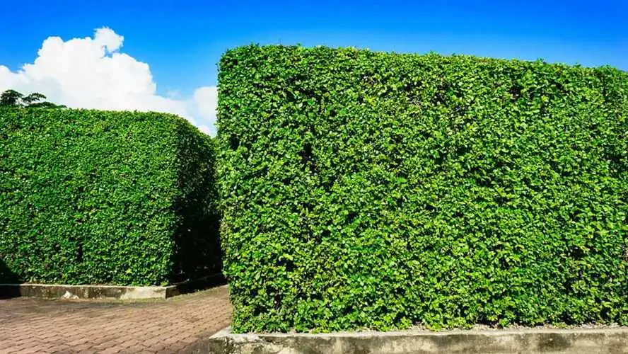 米乐：网球拍荧光绿和粉色哪个洋气